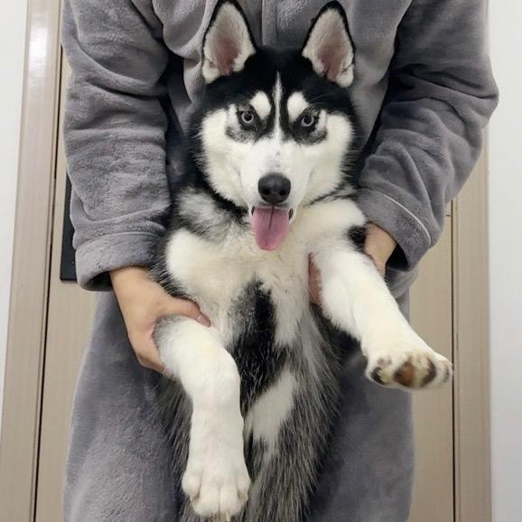 @李肉蛋是只哈士奇