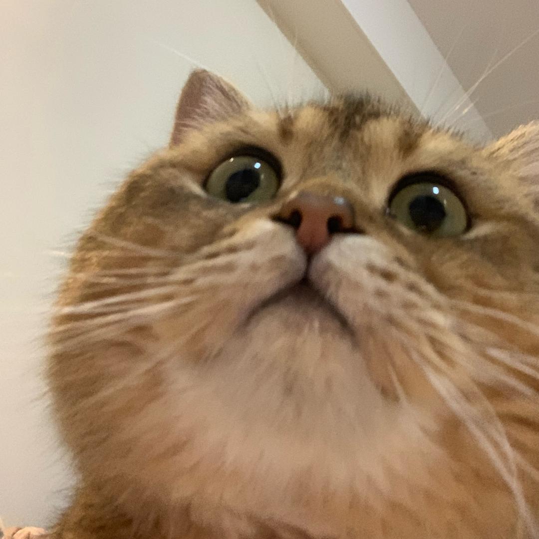 猪咪小胖