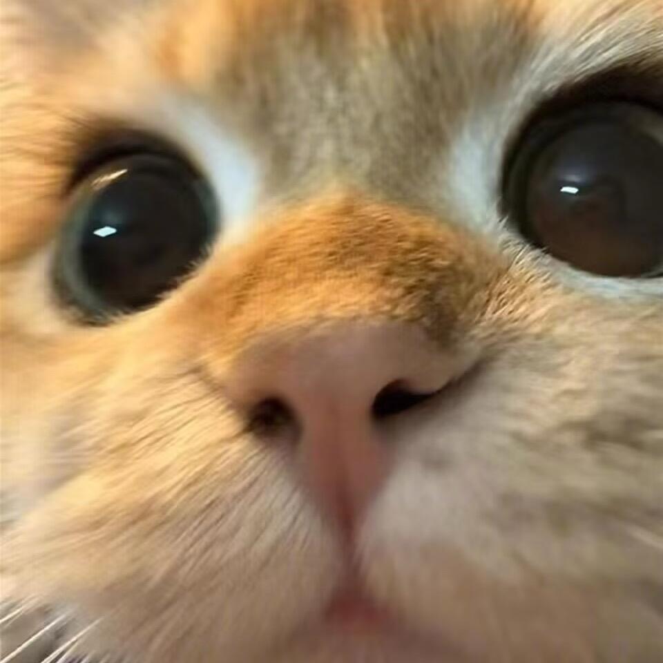 卷心菜.