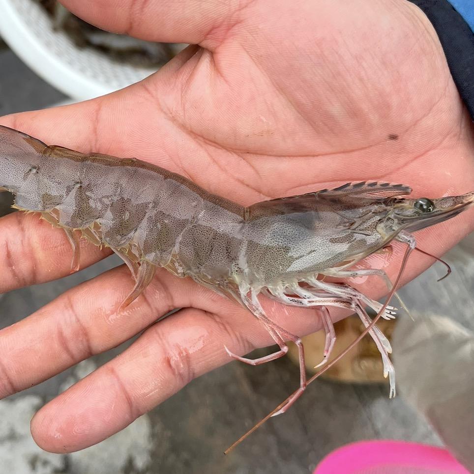 浙鲸水产-养虾的马哥