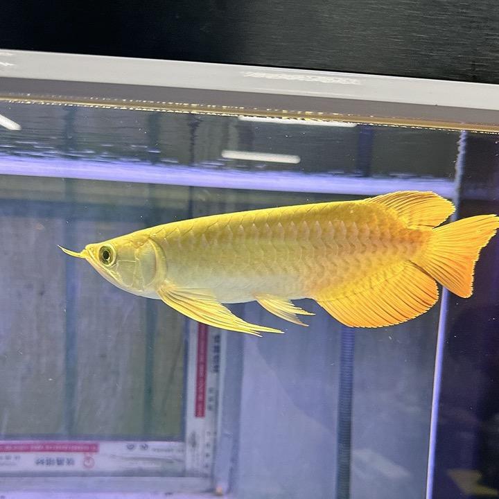 宝罗观赏鱼贸易
