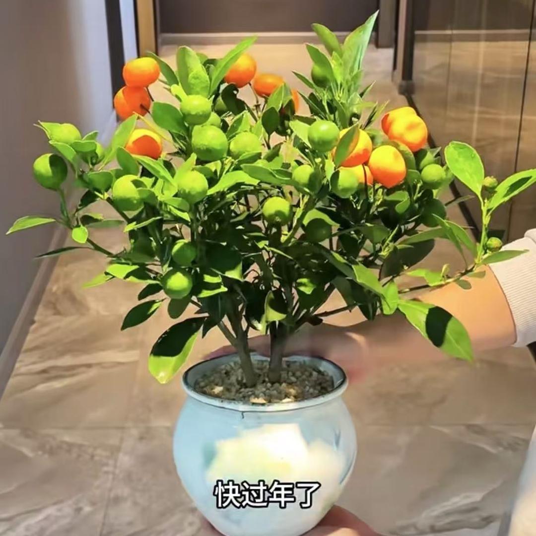 盛博绿植基地