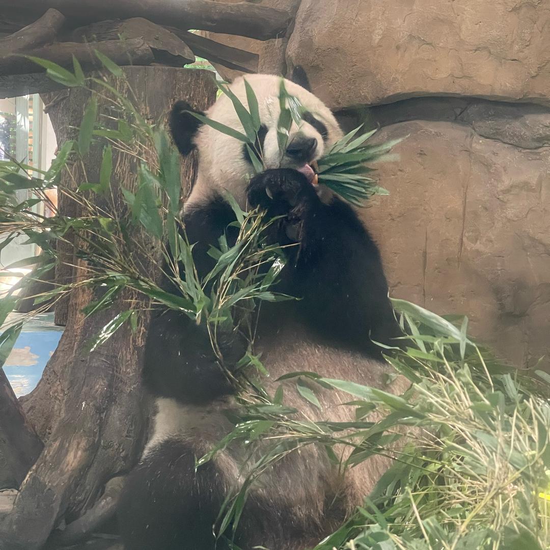 ༺✿是燕燕呀✿༻隆昌