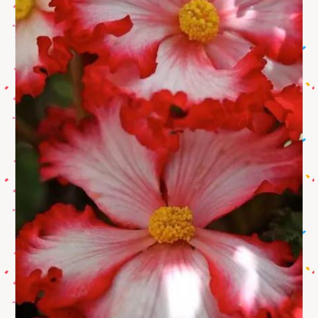 依恋(｡･ω･｡)ﾉ♡