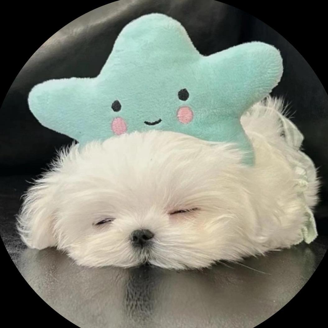 巴伊犬舍的马尔济斯（大可爱版）