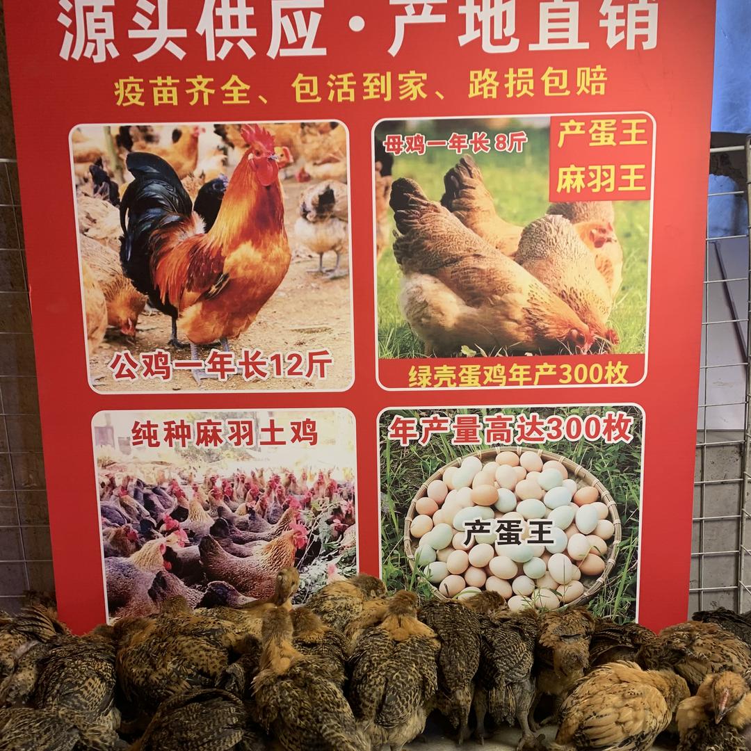 寒寒源头供应