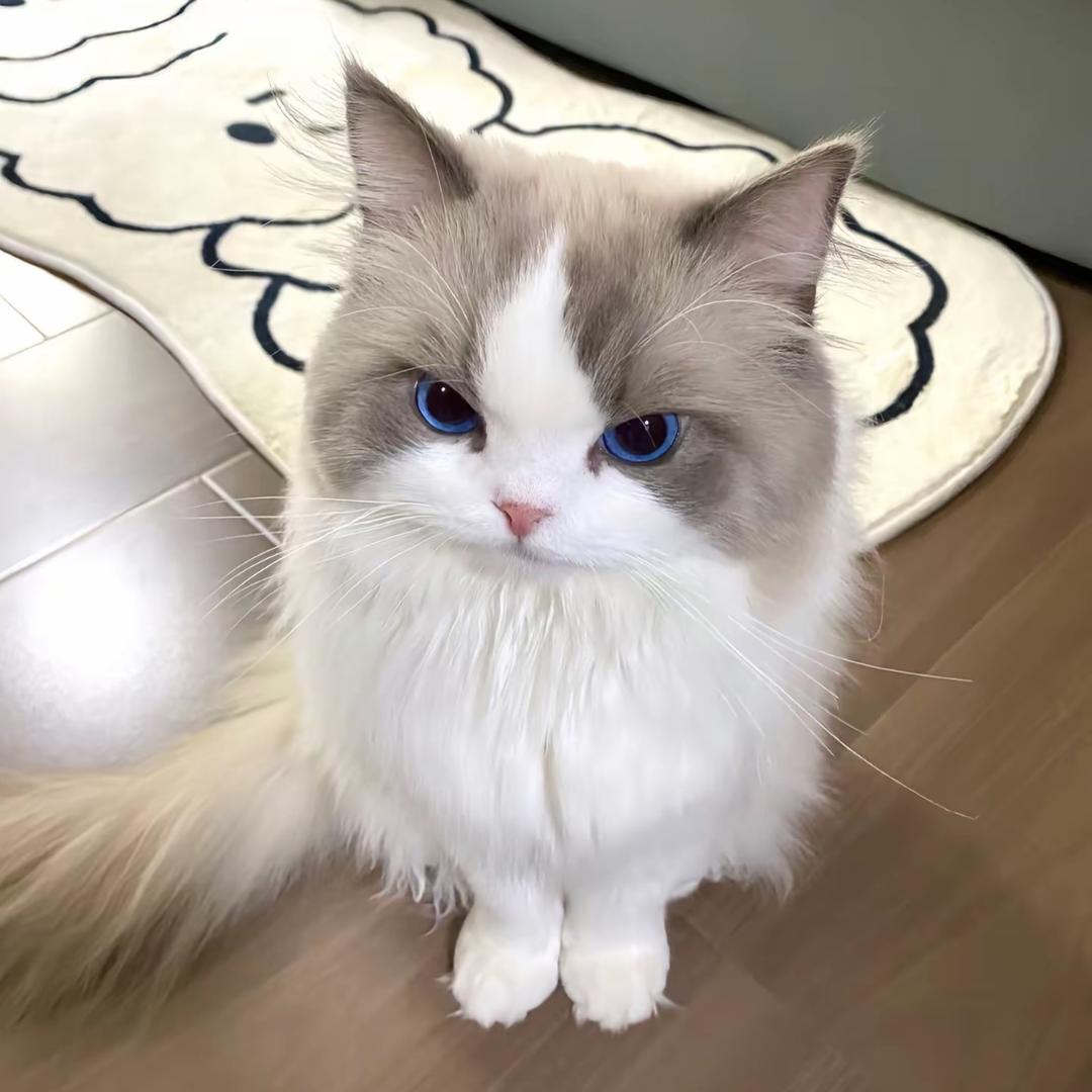 小咪
