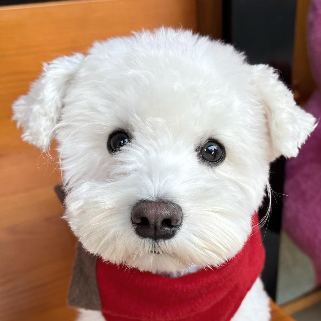 雪豹豹豹🐶