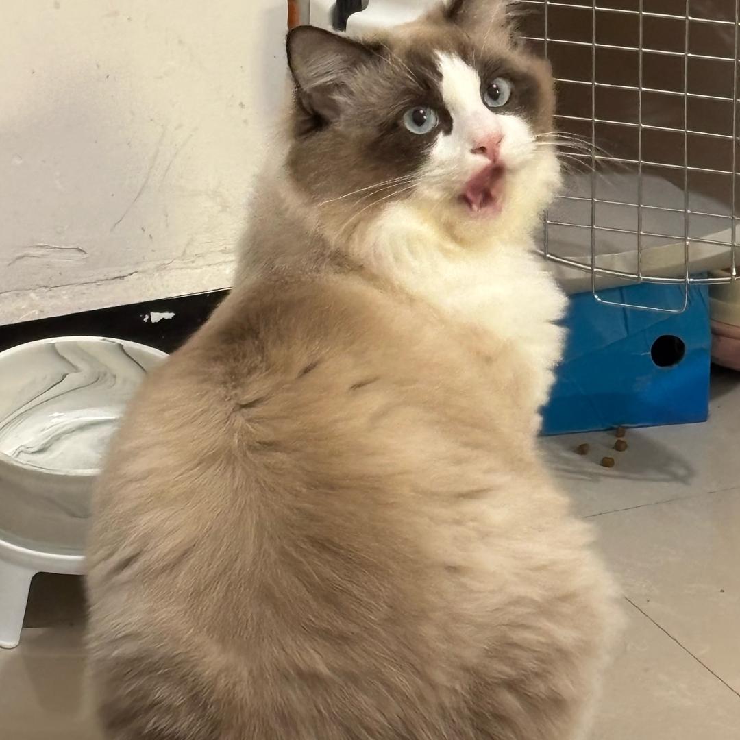 逃离恶魔的开心苹果