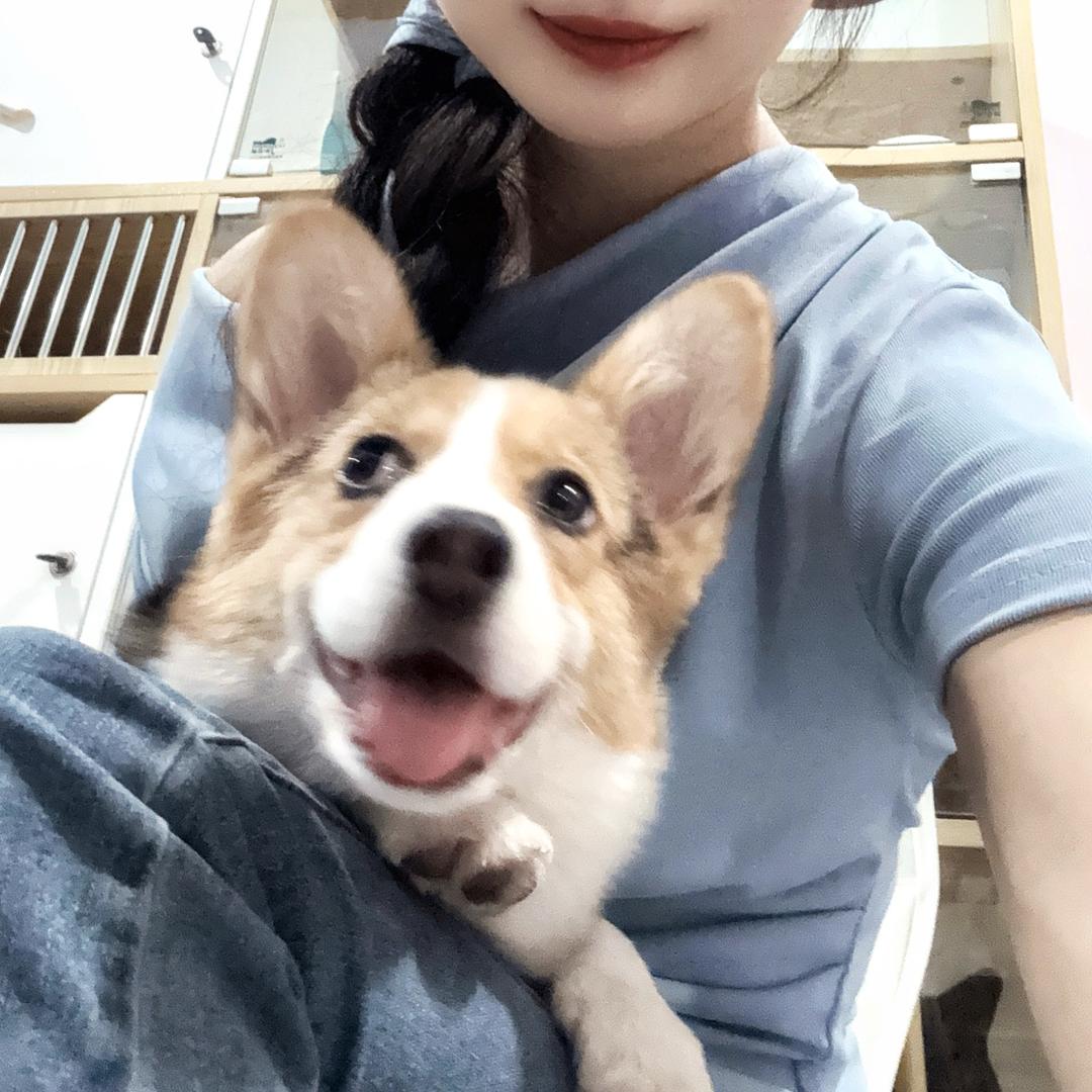 佳佳和她的柯基