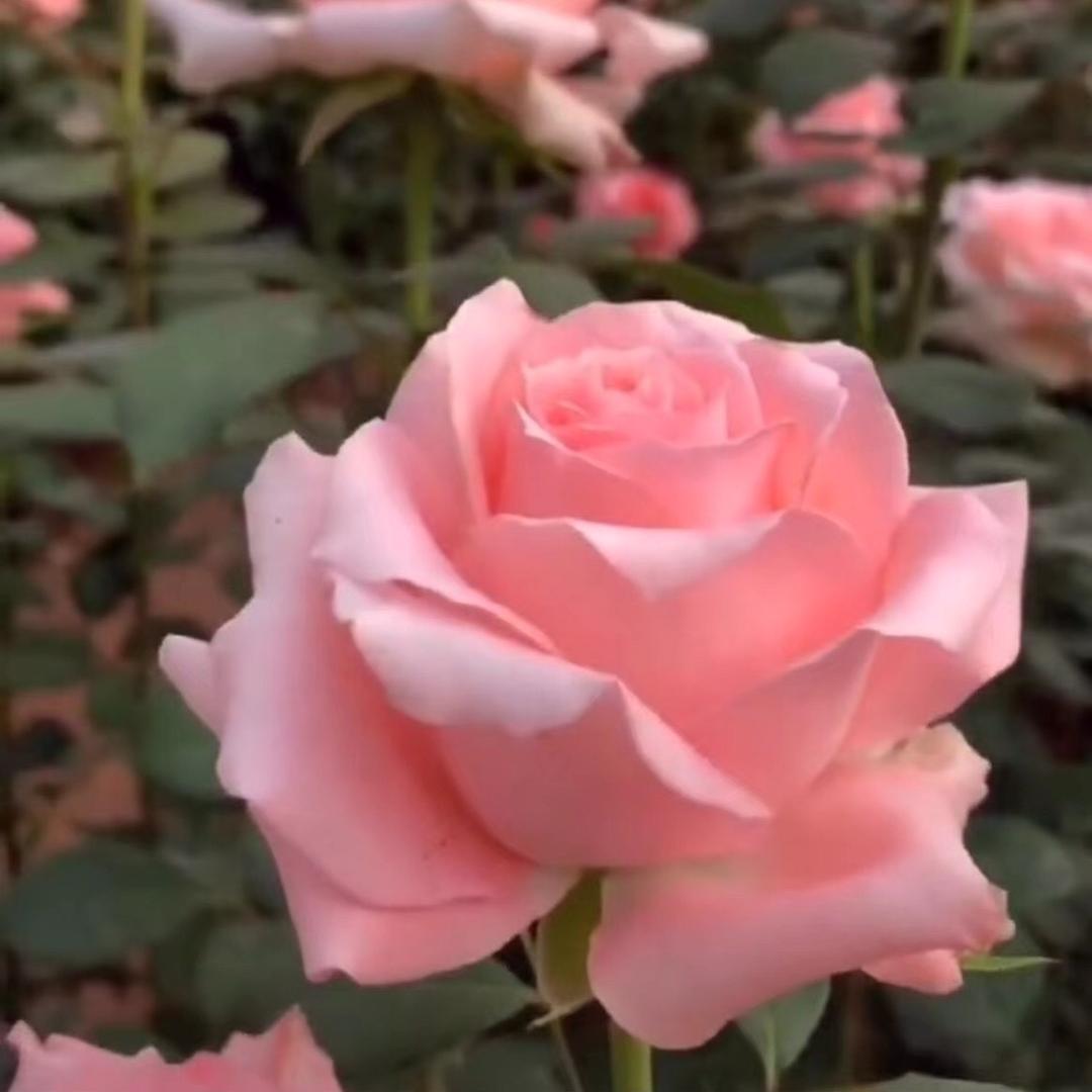 平安喜乐🌞🌻