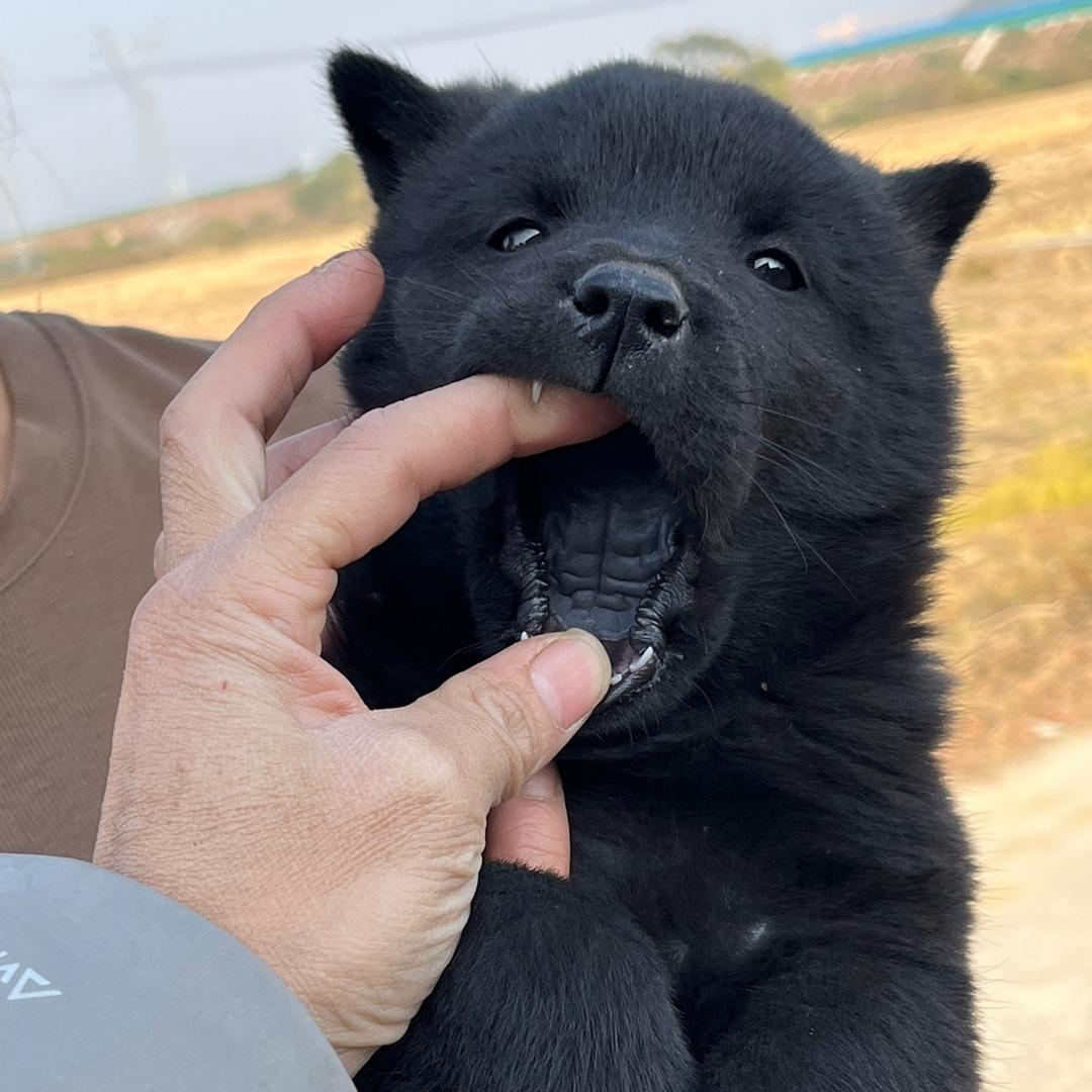 广西阿能田园犬（五黑犬）