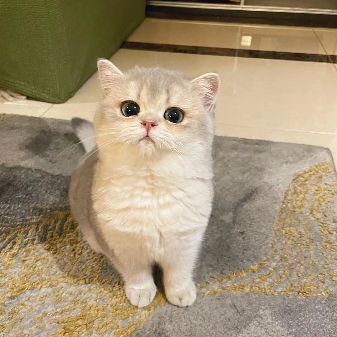 狗丐子
