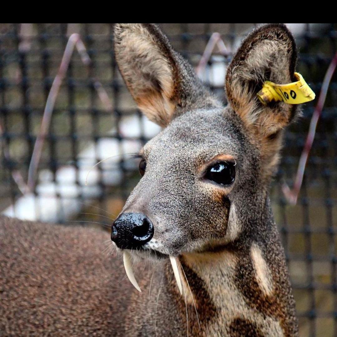 尚骏堂林麝养殖官方