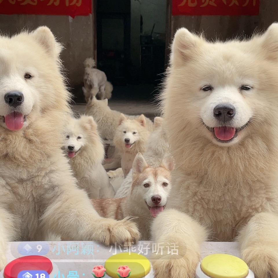 星哥和他的毛孩子们