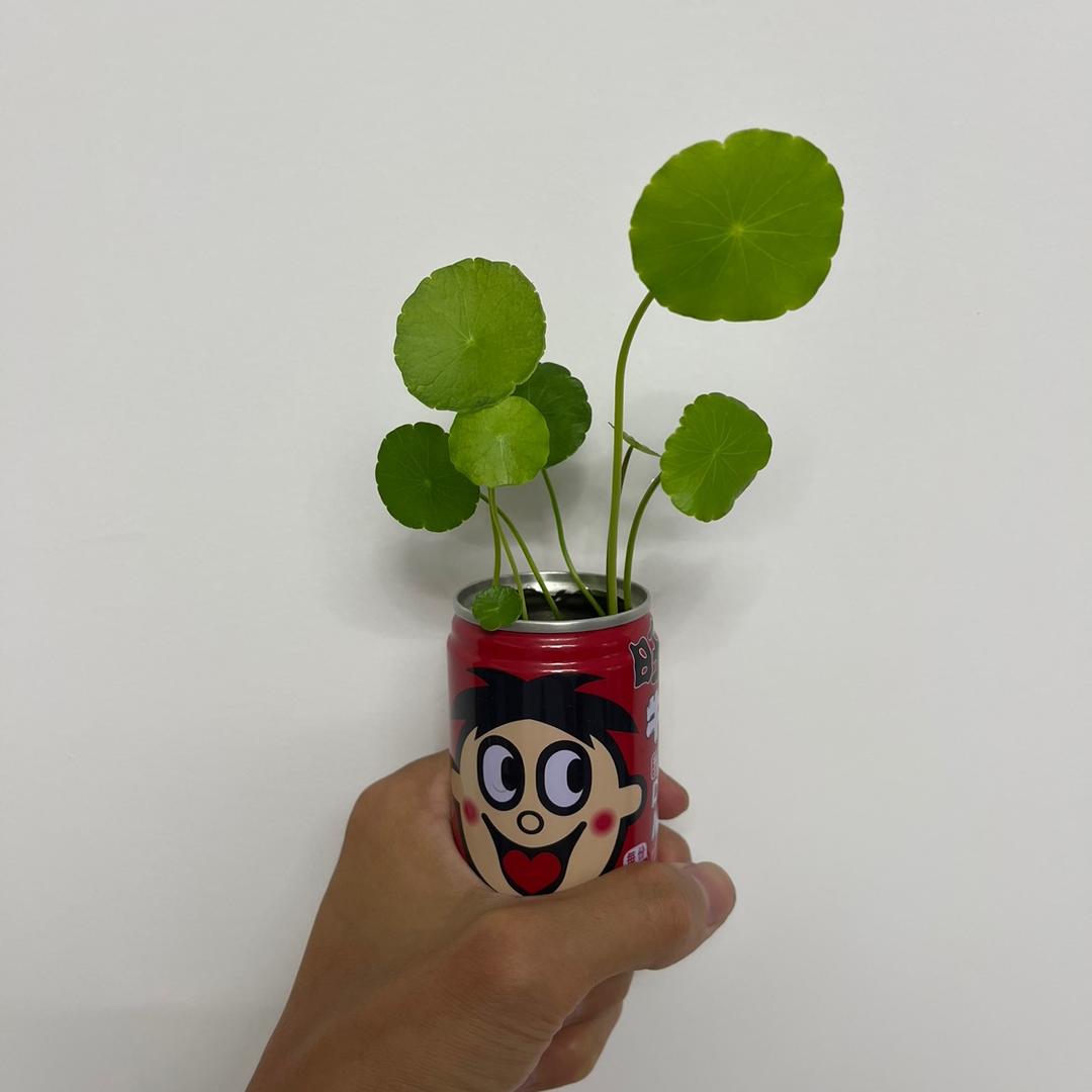 铜钱小草