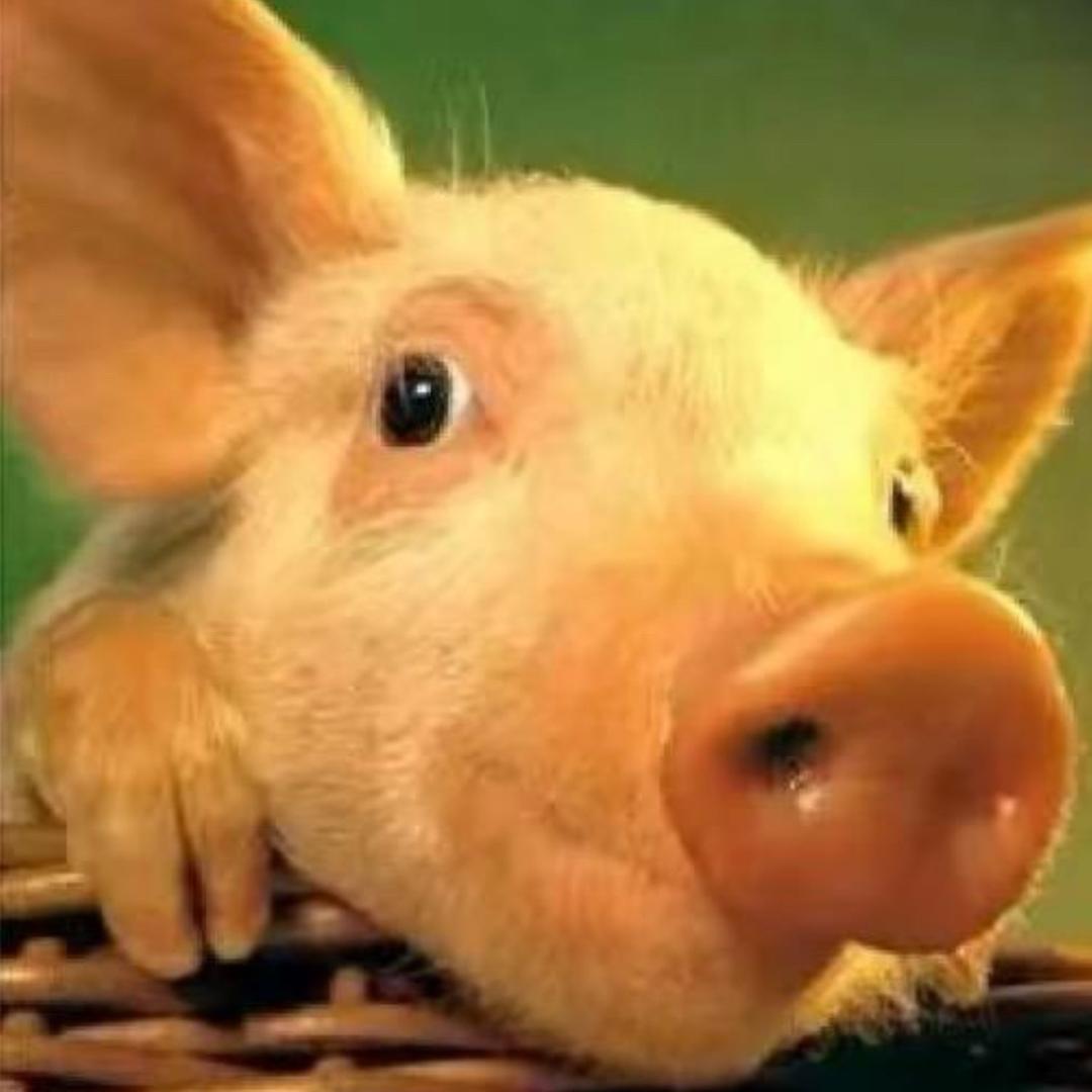 可爱小猪🐽