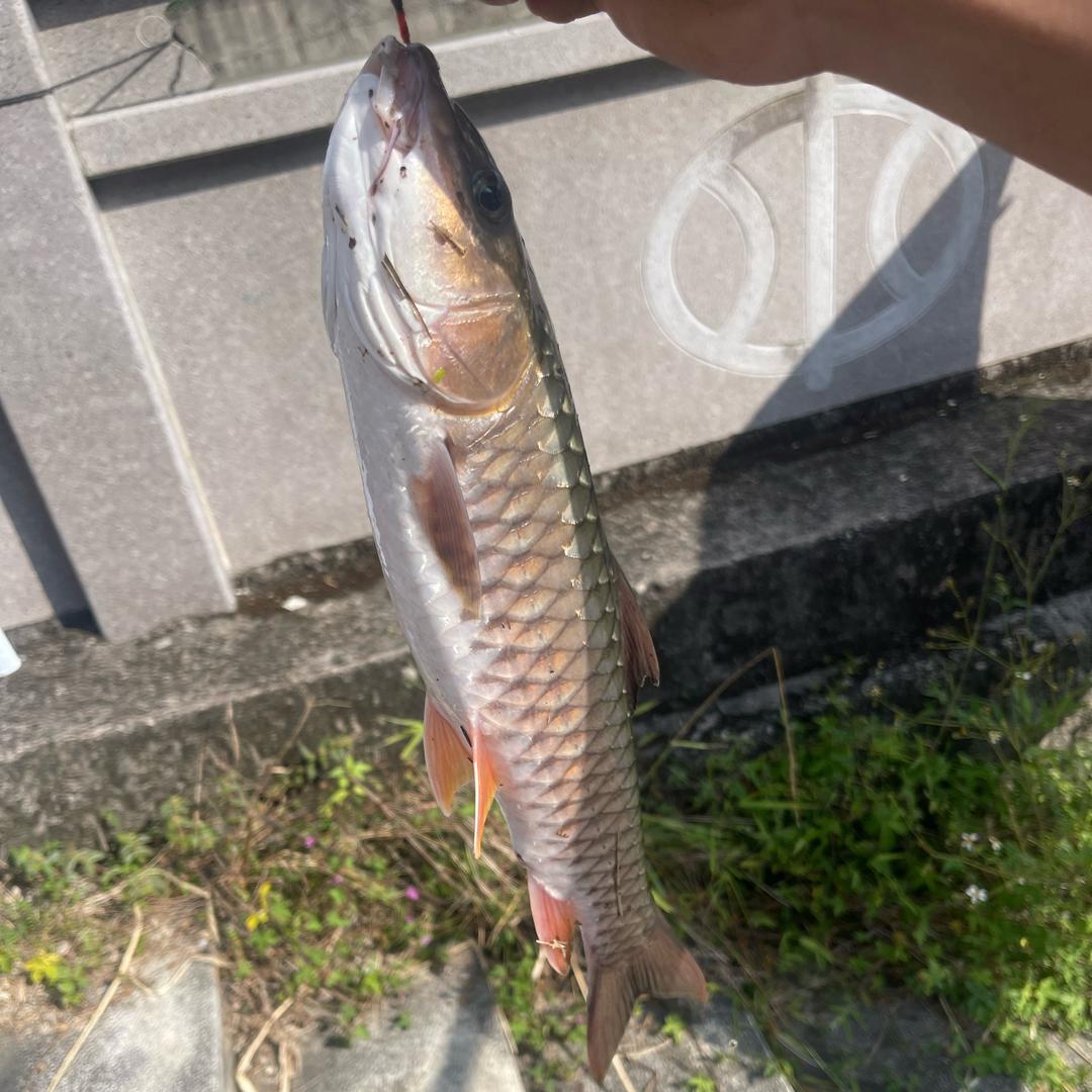 !(;ﾟoﾟ)o/￣￣<· )))><<