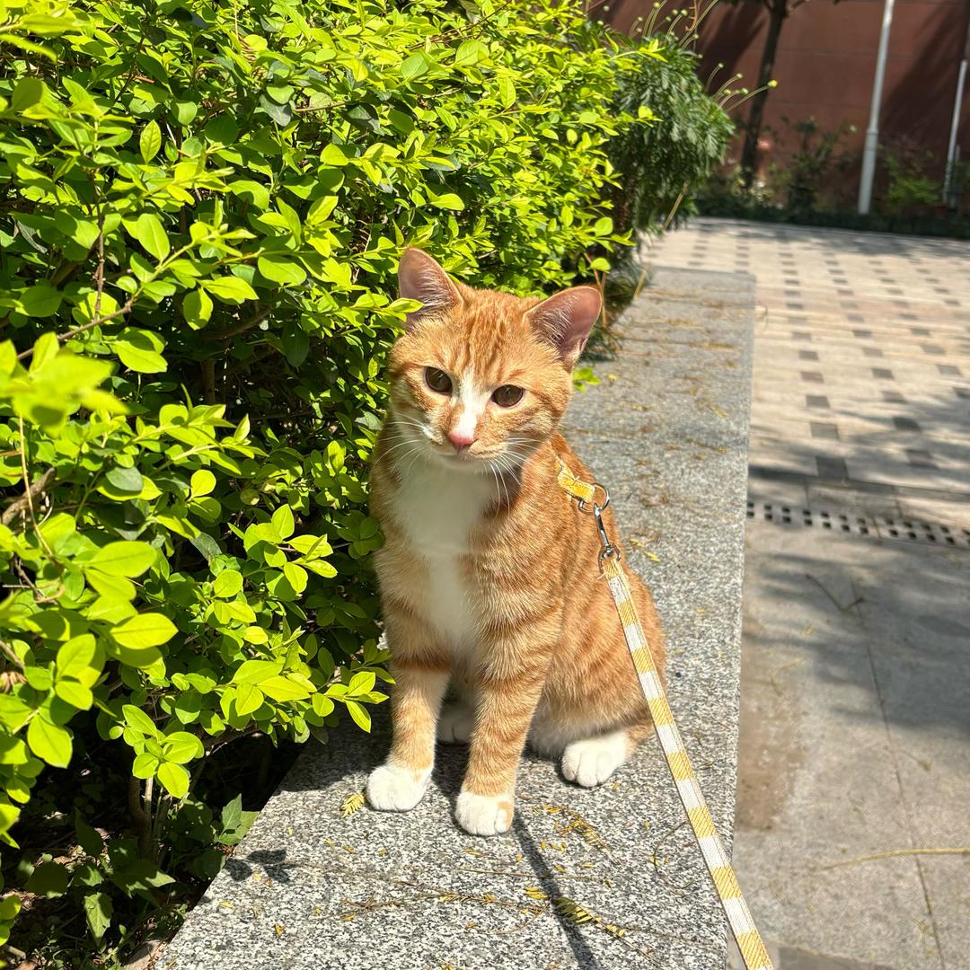 芋圆