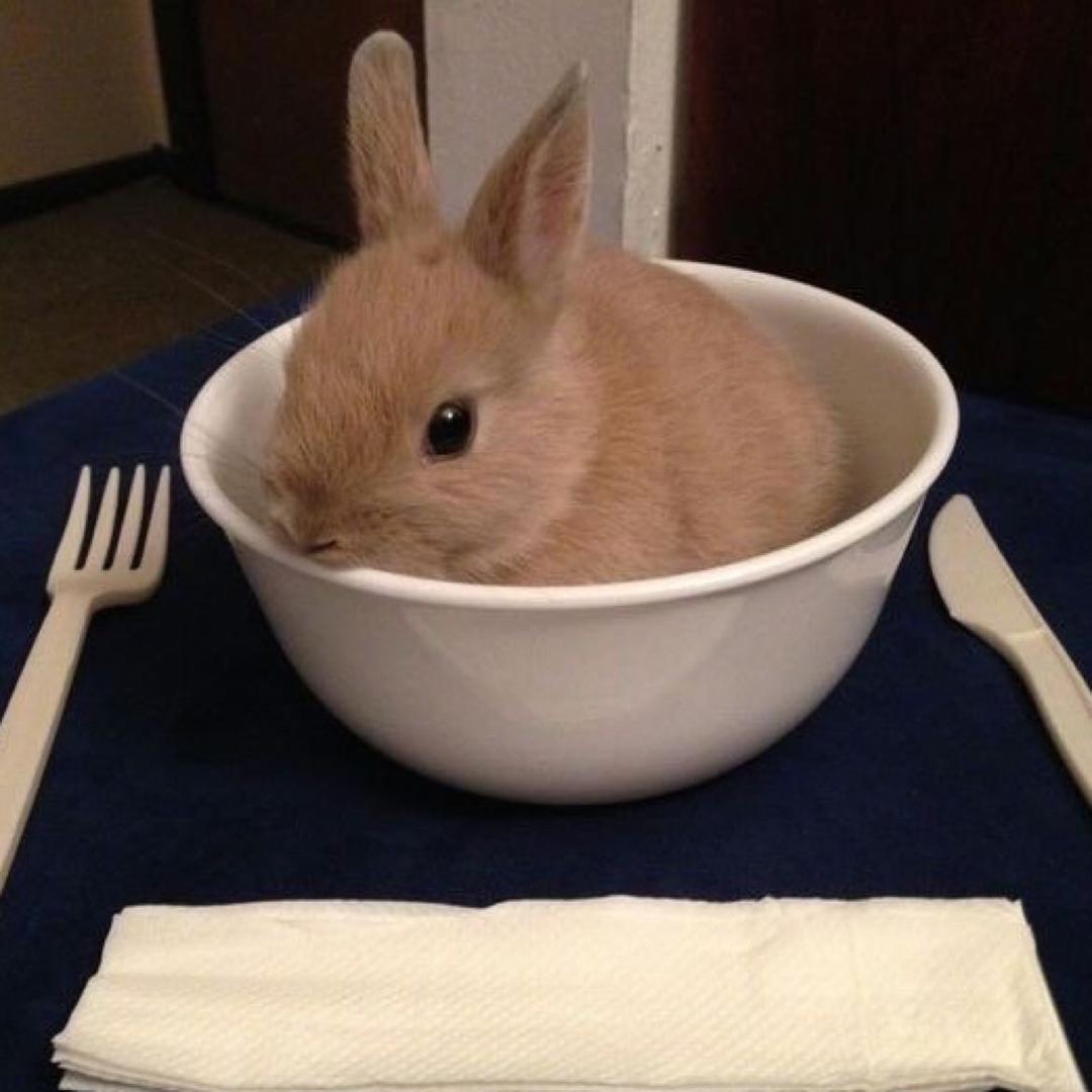 i🐰i