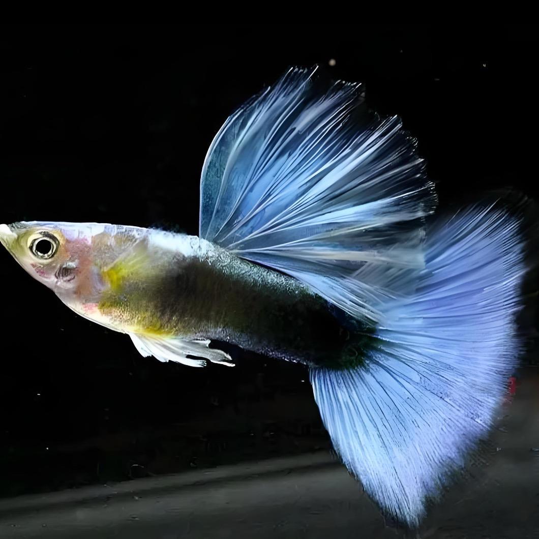 园园水族精品店绮梦孔雀鱼