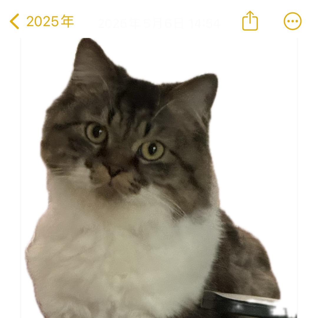 有一只猫叫旺仔