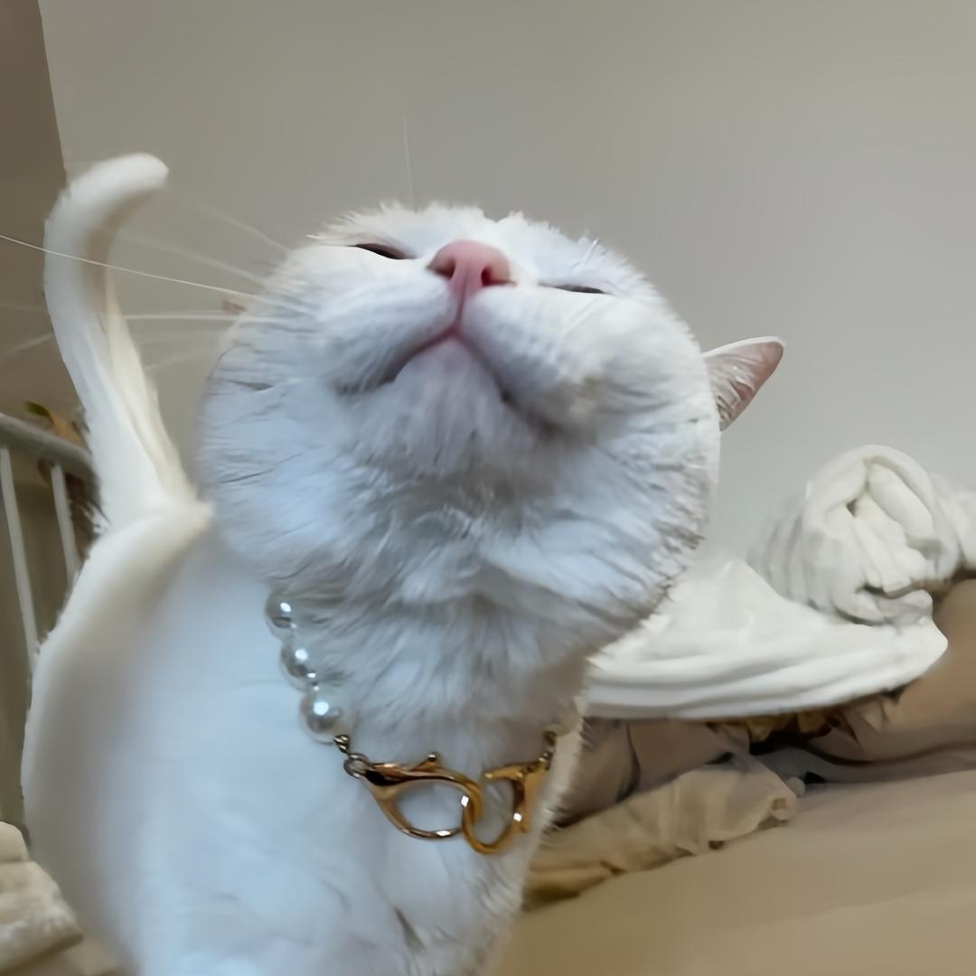 坏猫
