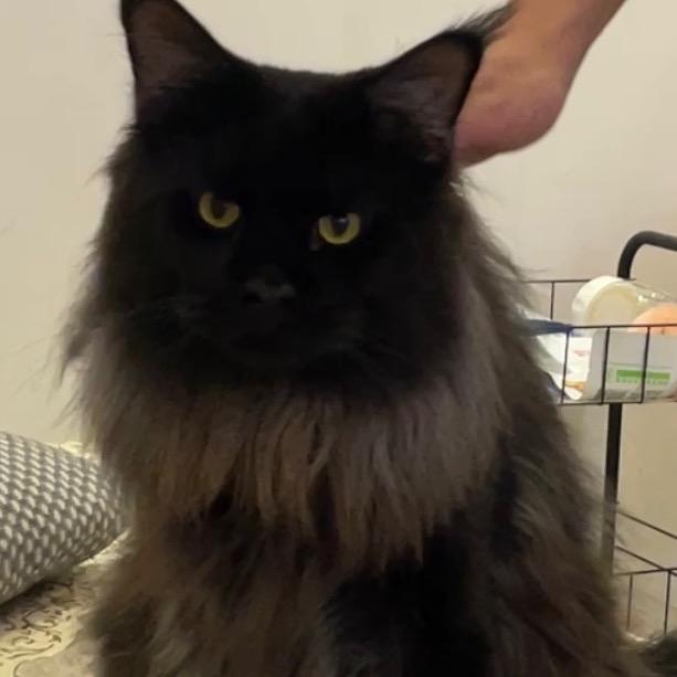 猫叫男明星