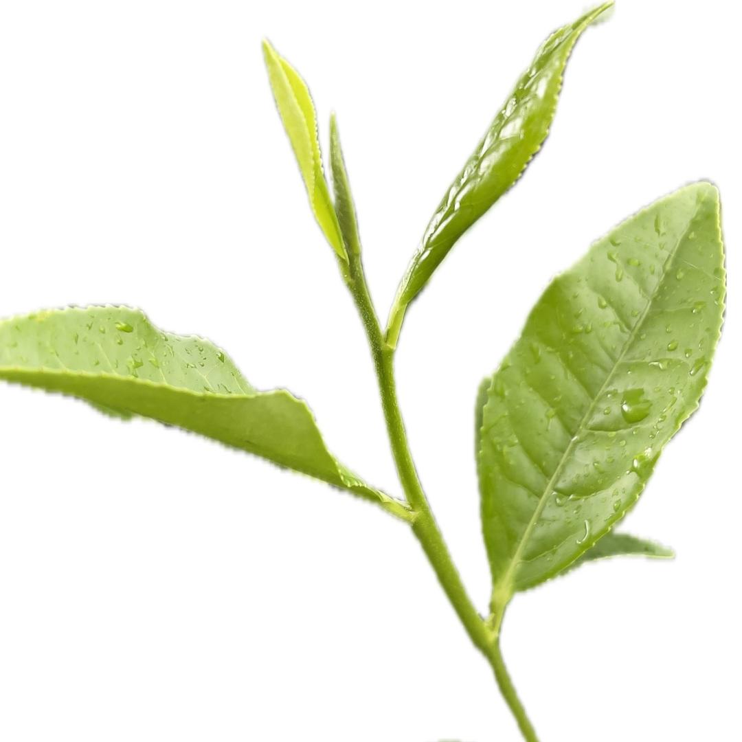 汉中绿茶、生态茶园🍃