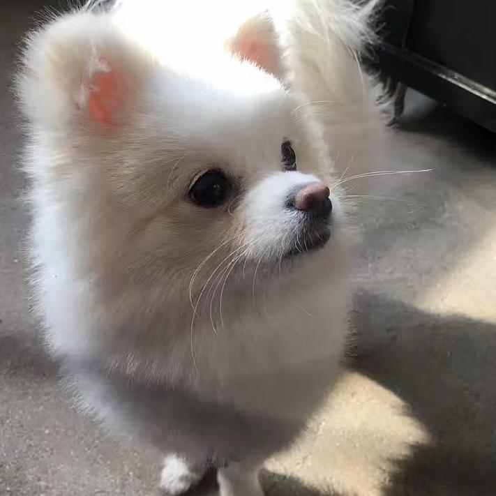 茉莉白