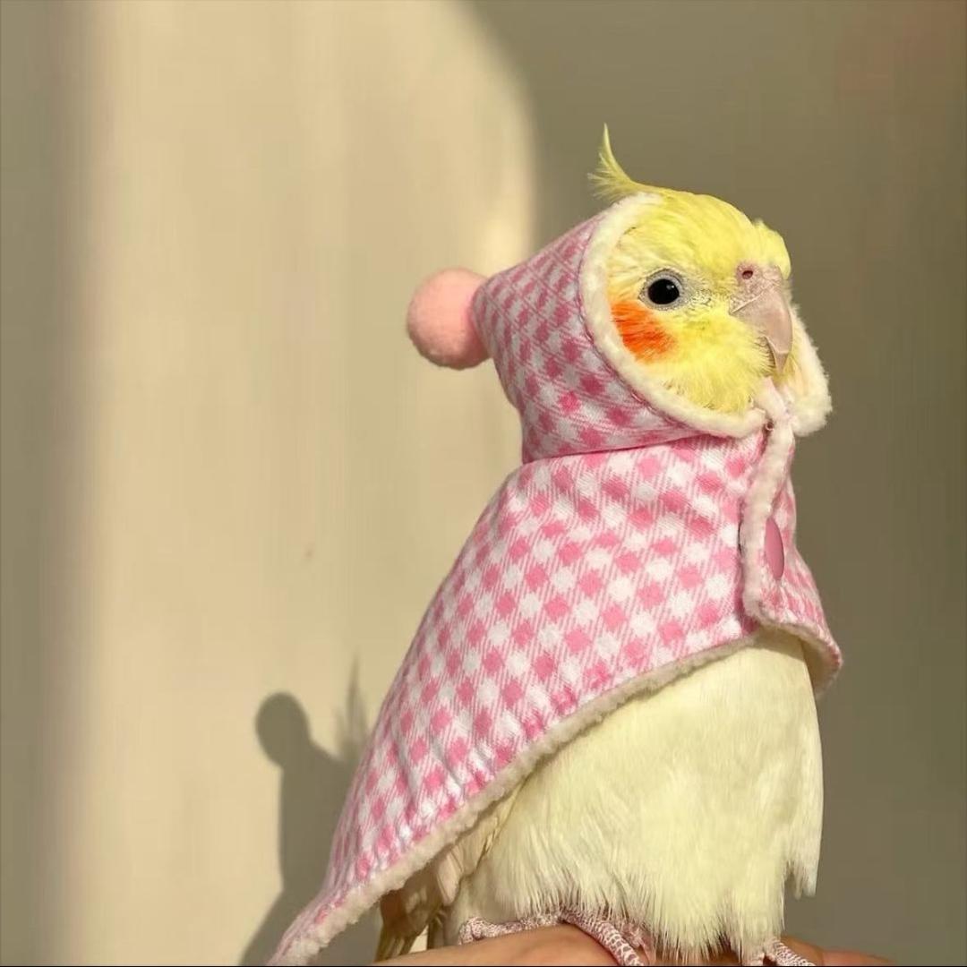 马克手养鹦鹉🦜