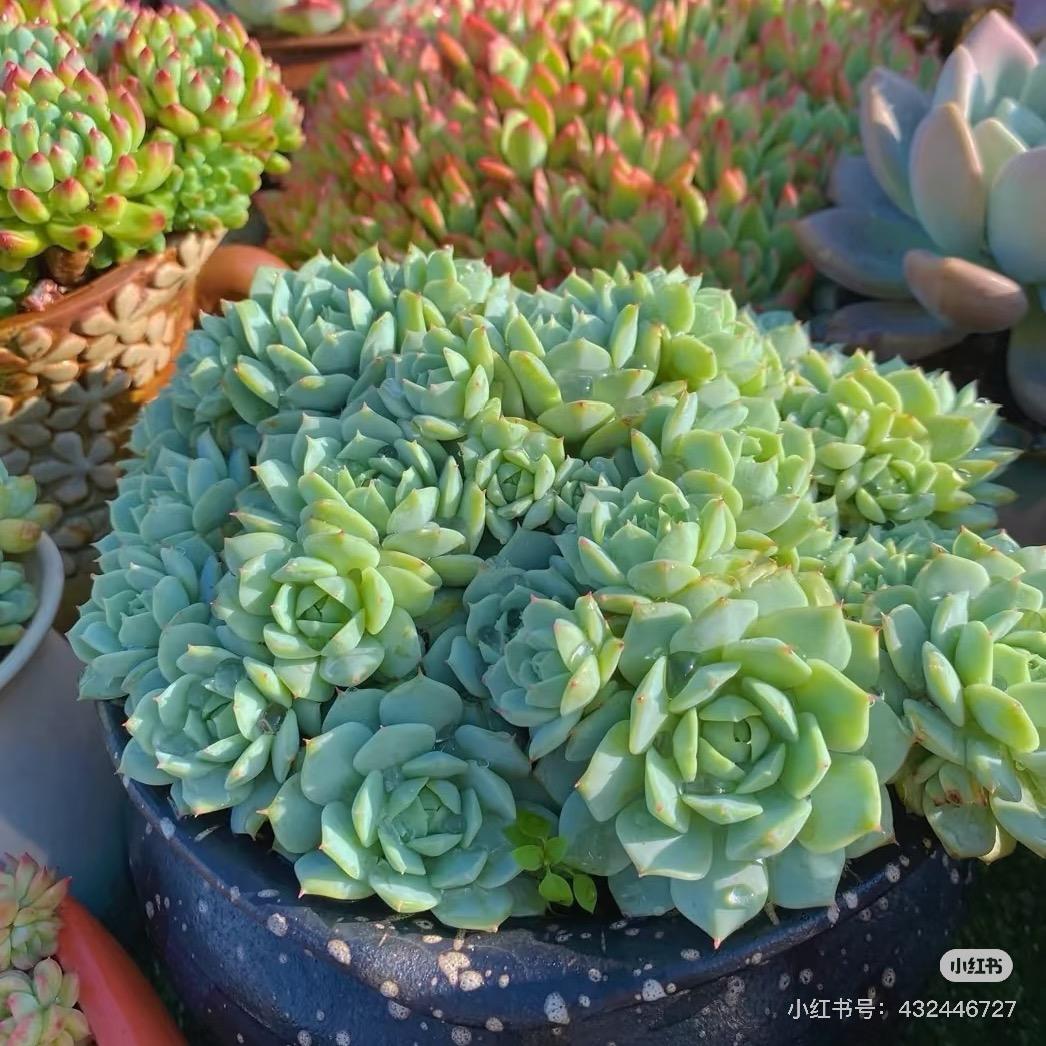 花鑫绿植基地