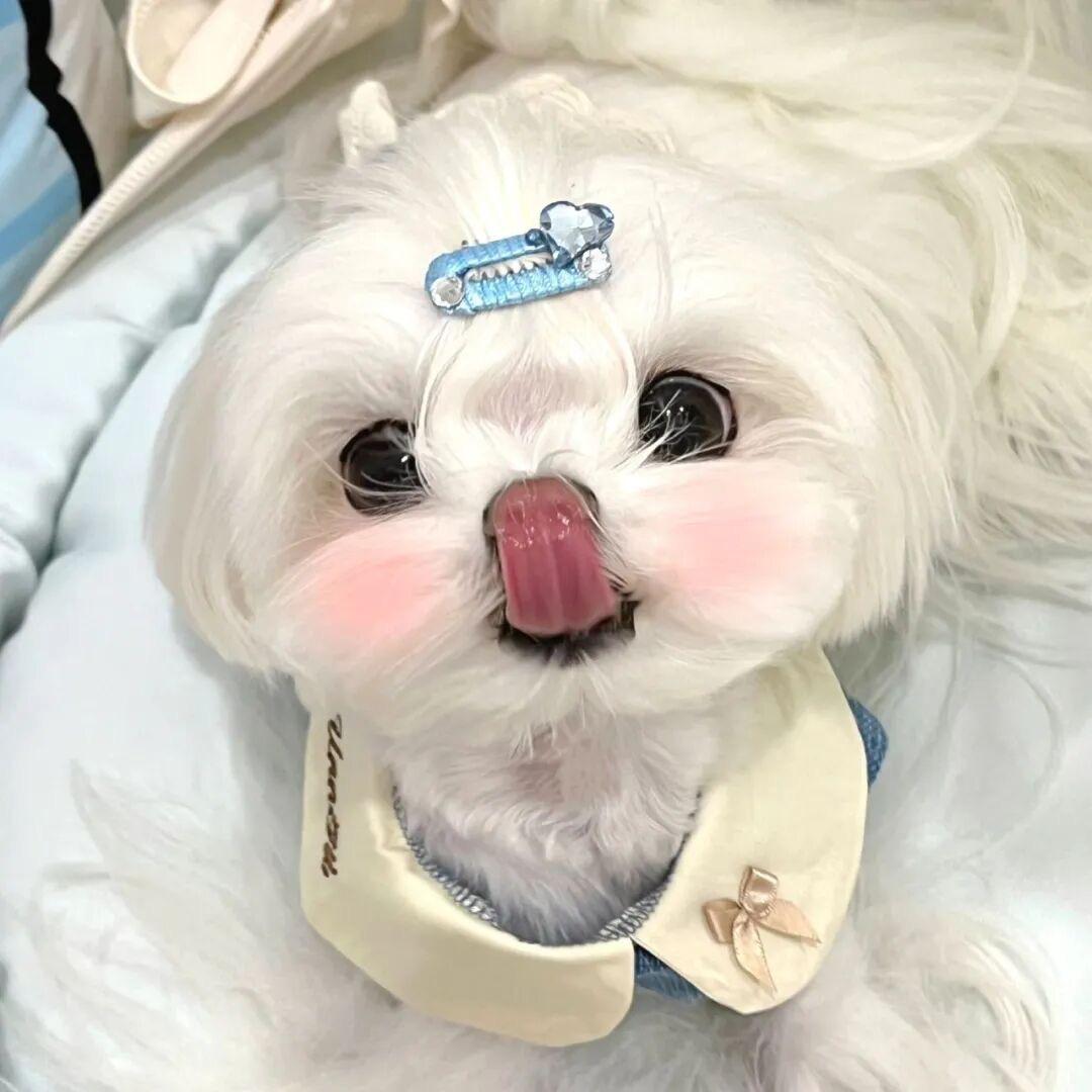 幸运库洛米👿