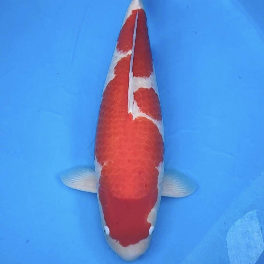 锦鲤ICU快线（飞弟）