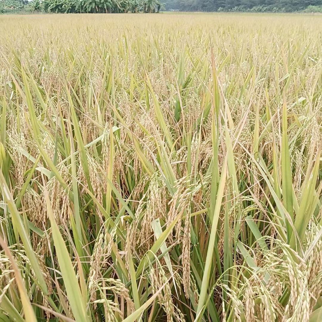 🦉多宝鱼🦉🦉🦉🦉🦉