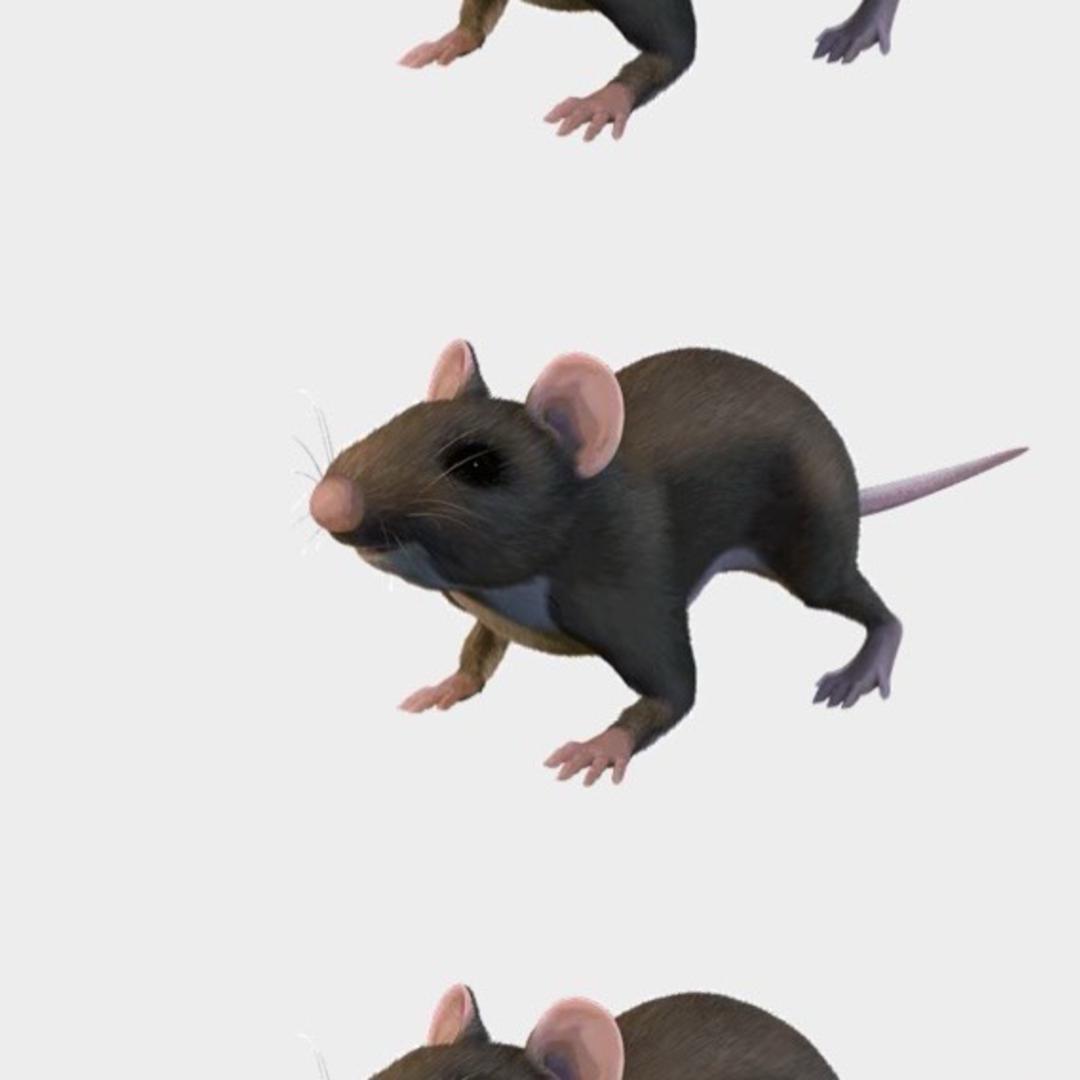 非洲野猪打样啦！