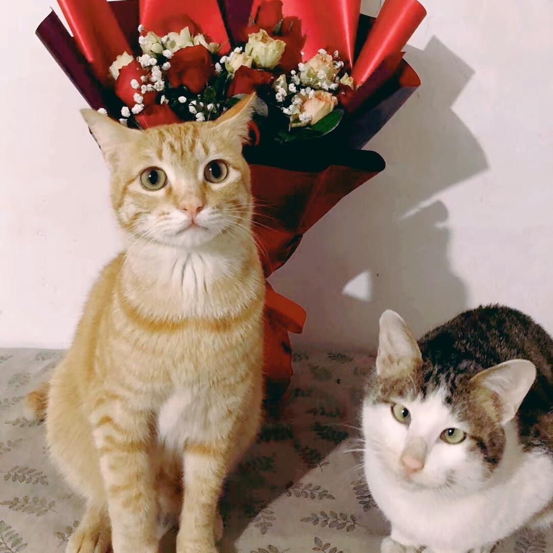 🐈崽崽是小乖崽