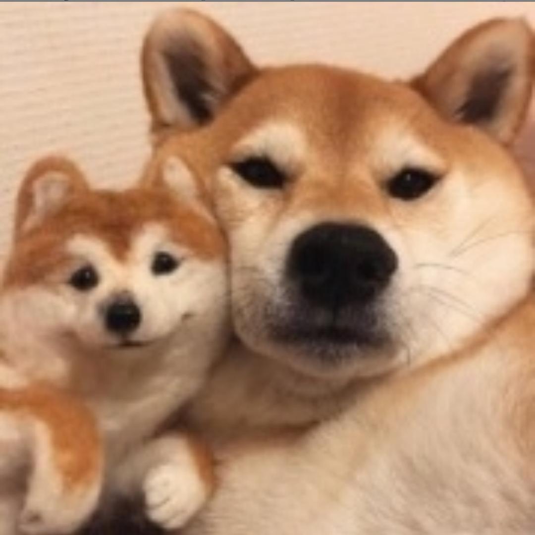 小猪贝
