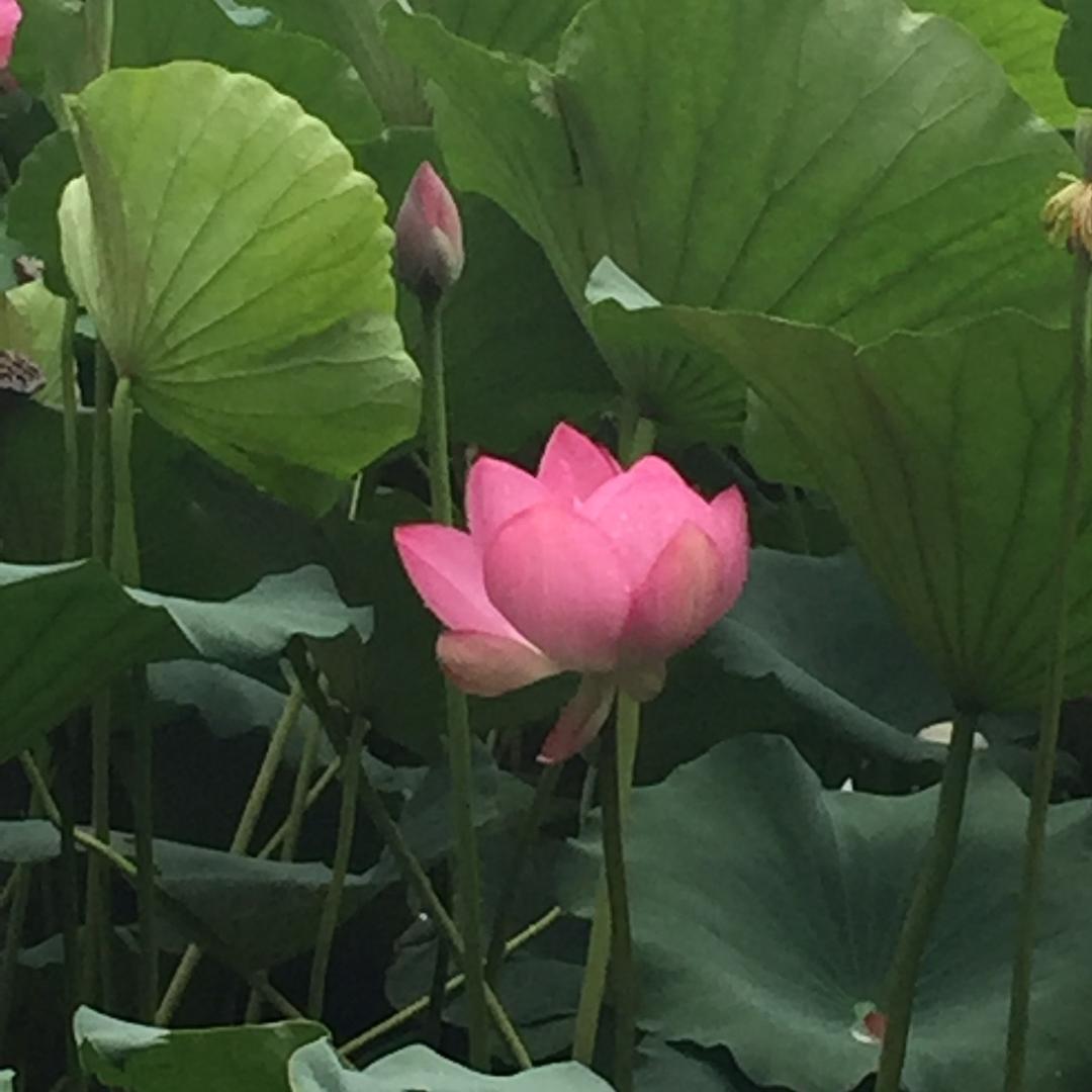 懵懂