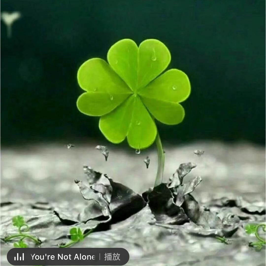 淡然，随风而至