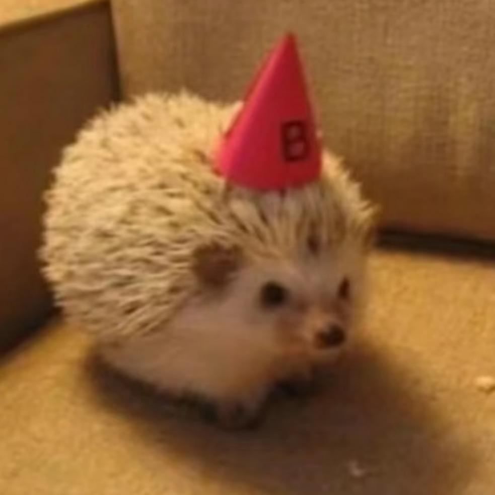 小香猪缺失症ㅠㅠ