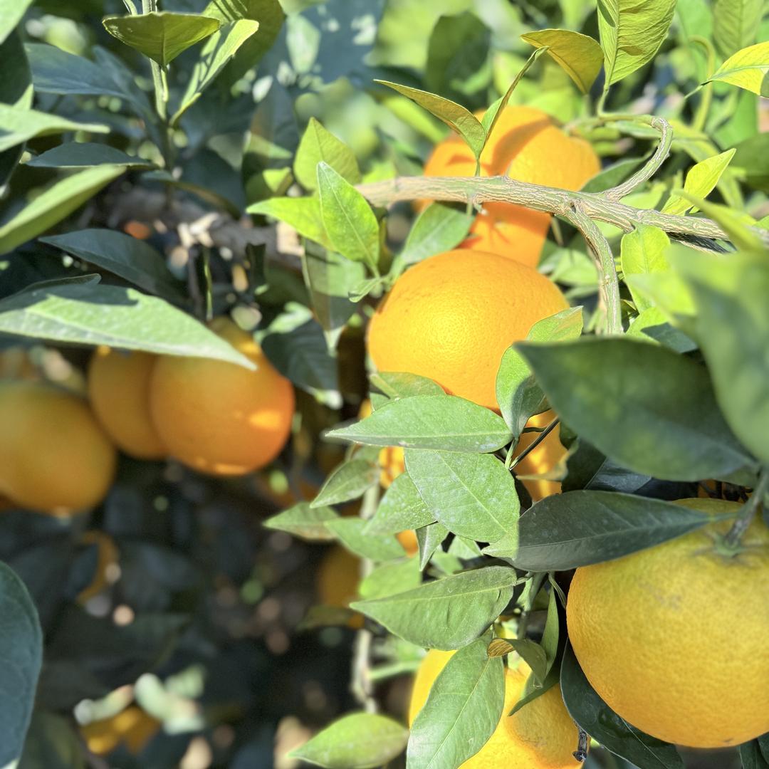 橙恋桃江农产品优品店