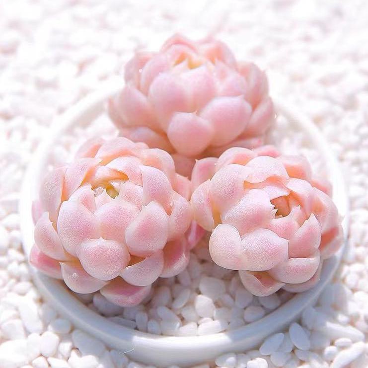 严妍花卉园艺🍀