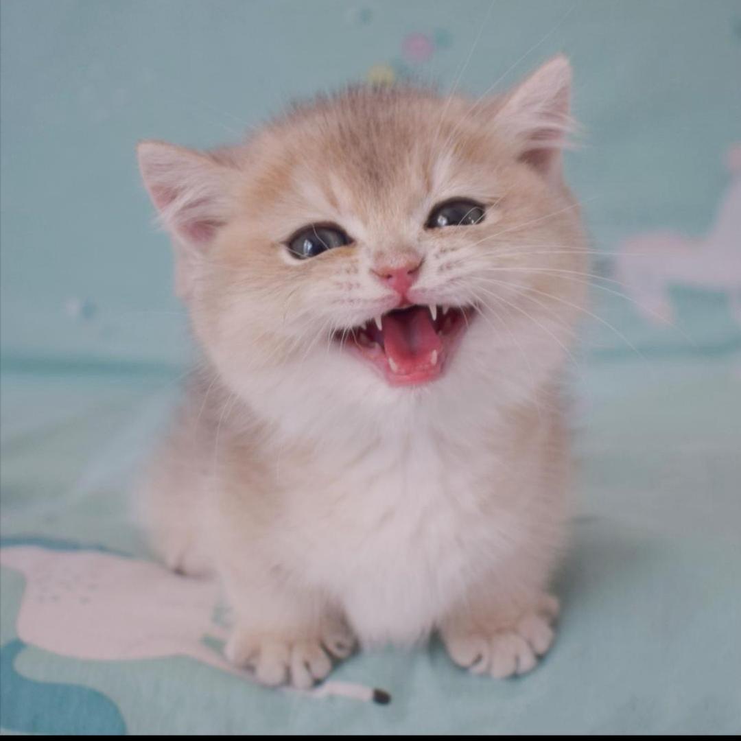 小熊