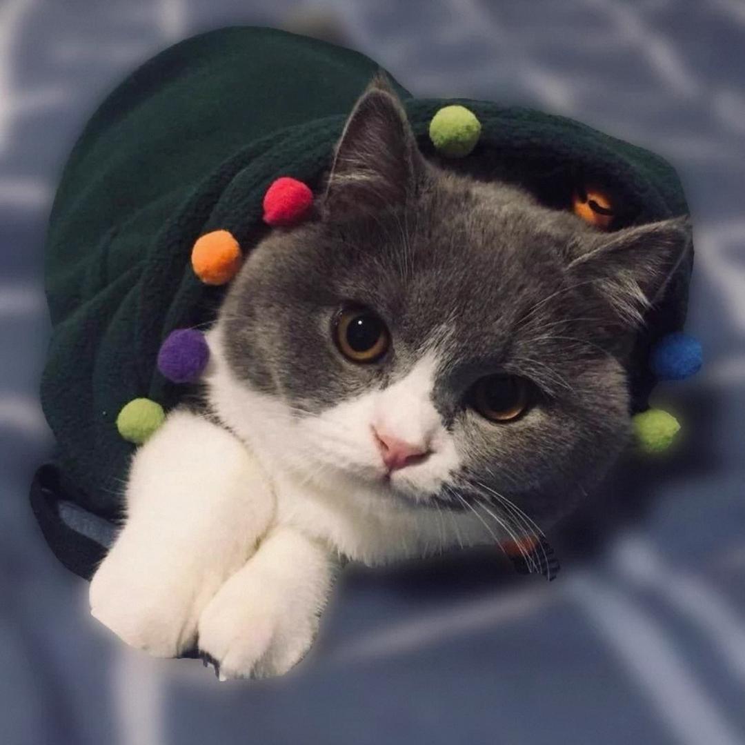 🍏一笑置之而过