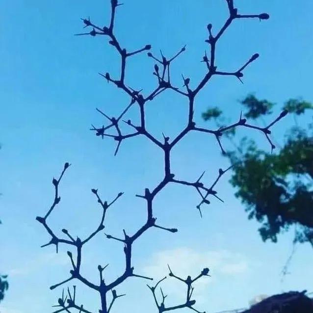 凿先生
