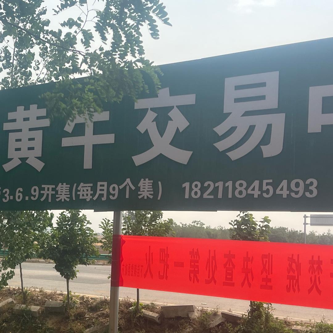 南阳黄牛下洼站：郭总