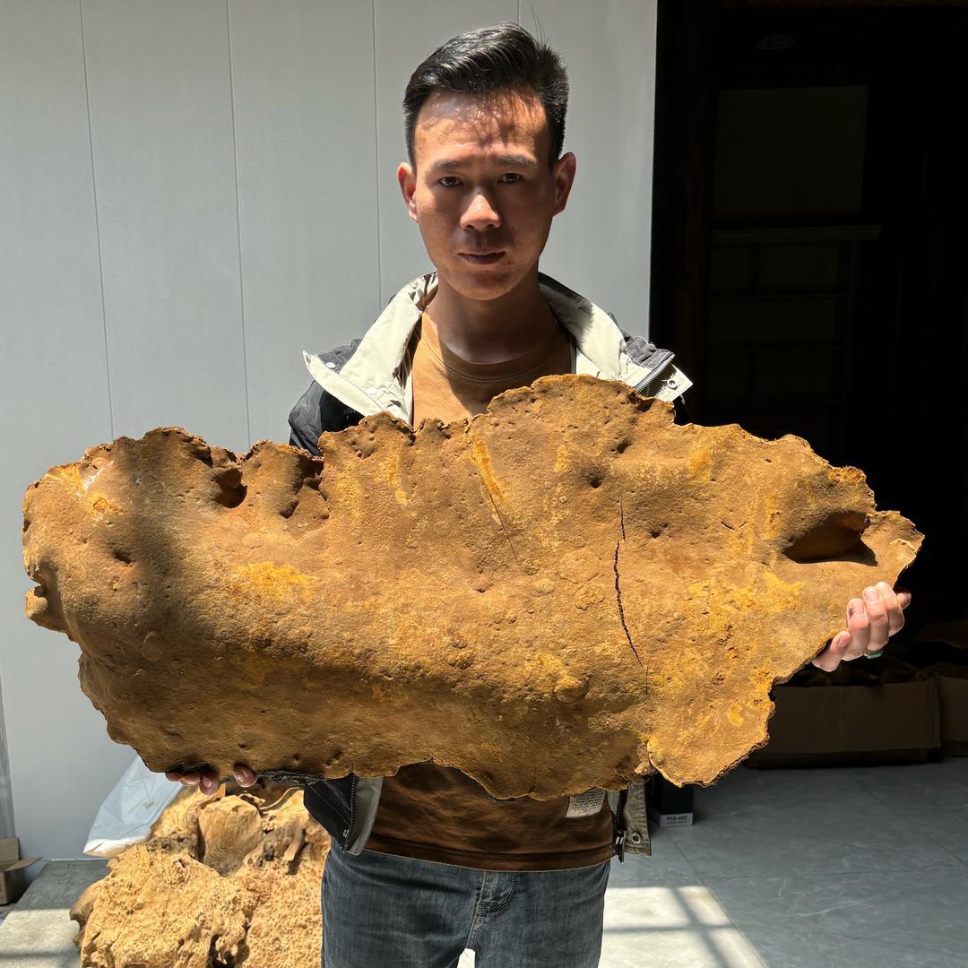 百山坊桑黄滋补