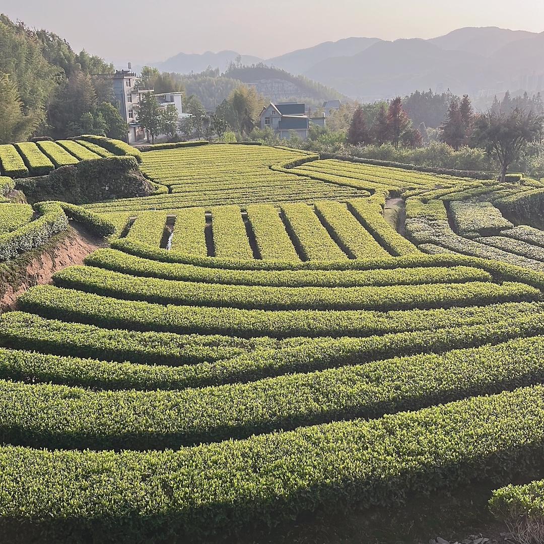 大川茶叶