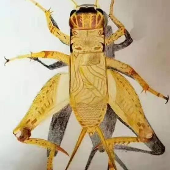 宁阳总裁小哥纯野蟋蟀团队